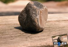Tags: ant, balancing, funny, hans, head, pet, rock (Pict. in My r/FUNNY favs)
