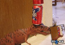 Tags: balancing, cans, funny, head, lizard, pet, soda, susie, two (Pict. in My r/FUNNY favs)