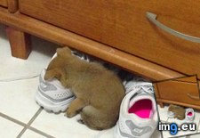 Tags: asleep, fell, funny, puppy, shoe, sister, tired (Pict. in My r/FUNNY favs)