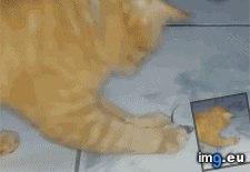Tags: action, funny, natural, selection (GIF in My r/FUNNY favs)