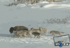 Tags: can, cruel, funny, nature, unfair (GIF in My r/FUNNY favs)