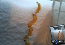 Tags: bananas, funny, snow (Pict. in My r/FUNNY favs)