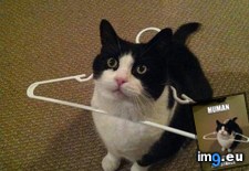 Tags: cat, funny, not (Pict. in My r/FUNNY favs)
