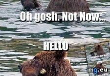 Tags: funny, not, now (Pict. in My r/FUNNY favs)
