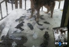 Tags: figured, finally, funny, melting, snow, socks (Pict. in My r/FUNNY favs)