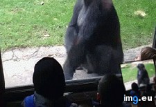 Tags: challenge, funny, glass (GIF in My r/FUNNY favs)