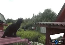 Tags: funny, got (GIF in My r/FUNNY favs)