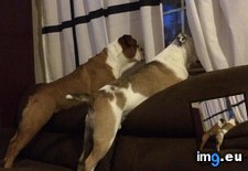 Tags: dogs, funny, one, smarter (Pict. in My r/FUNNY favs)