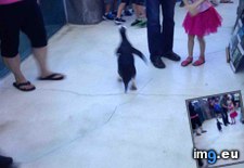 Tags: escaped, funny, one, penguins, zoo (Pict. in My r/FUNNY favs)