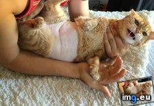 Tags: belly, cat, funny, had, happy, not, our, shaved, she, vet (Pict. in My r/FUNNY favs)