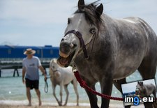 Tags: beach, family, for, friends, funny, horse, our, time (Pict. in My r/FUNNY favs)