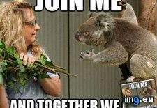 Tags: all, belong, eucalyptus, funny, leaves (Pict. in LOLCats, LOLDogs and cute animals)
