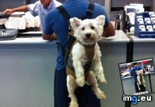 funny pictures - All the Cool Kids Have One (#Funny #One #All #Kids #Cool) - 43 KB Tags: all, cool, funny, kids, one (Pict. in LOLCats, LOLDogs and cute animals)