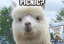 Tags: alpaca, funny, wine (Pict. in LOLCats, LOLDogs and cute animals)