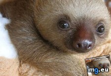 Tags: animal, capshunz, funny, logic, sloth (Pict. in LOLCats, LOLDogs and cute animals)
