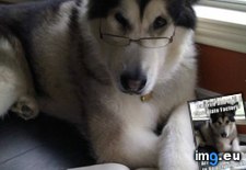 Tags: animal, condescending, dog, funny, literary, memes, old, pun, too (Pict. in LOLCats, LOLDogs and cute animals)