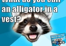 Tags: animal, coon, funny, lame, memes, mysteries, pun, solving, surprisingly, terrible (Pict. in LOLCats, LOLDogs and cute animals)