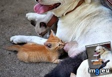 Tags: bulldog, cares, english, for, funny, interwebs, kittens, orphaned (Pict. in LOLCats, LOLDogs and cute animals)