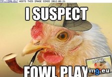 Tags: birds, crimes, feather, funny, solve (Pict. in LOLCats, LOLDogs and cute animals)