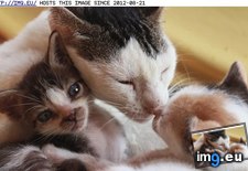 Tags: alike, all, are, cyoot, day, families, funny, happy, kitteh, teh (Pict. in LOLCats, LOLDogs and cute animals)