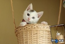 Tags: cyoot, day, funny, kitteh, teh, world (Pict. in LOLCats, LOLDogs and cute animals)