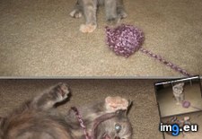 Tags: attack, cyoot, day, funny, kitteh, teh, yarn (Pict. in LOLCats, LOLDogs and cute animals)