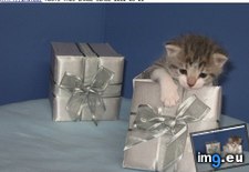 Tags: cyoot, day, evar, funny, kitteh, present, teh (Pict. in LOLCats, LOLDogs and cute animals)