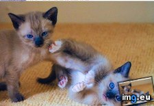 Tags: cyoot, day, did, funny, kitteh, teh (Pict. in LOLCats, LOLDogs and cute animals)