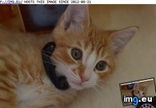 Tags: cat, cyoot, day, funny, kitteh, teh, yes (Pict. in LOLCats, LOLDogs and cute animals)