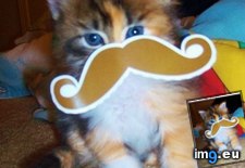 Tags: cyoot, day, funny, incatnito, kitteh, teh (Pict. in LOLCats, LOLDogs and cute animals)