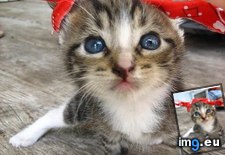 Tags: cawled, cyoot, day, funny, gang, kitteh, socal, squeeeeeez, teh (Pict. in LOLCats, LOLDogs and cute animals)