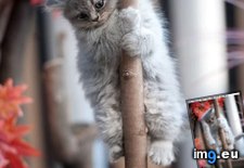 Tags: cyoot, day, firemanz, funny, kitteh, praktisin, teh (Pict. in LOLCats, LOLDogs and cute animals)