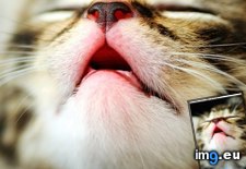 Tags: cyoot, day, for, funny, kitteh, mah, reddy, teh, upzzzzzzzzzzz (Pict. in LOLCats, LOLDogs and cute animals)