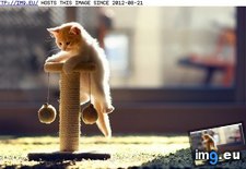 Tags: big, climb, cyoot, day, funny, kitteh, teh, young (Pict. in LOLCats, LOLDogs and cute animals)