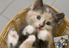 Tags: basket, cyoot, day, fruit, funny, kitteh, teh (Pict. in LOLCats, LOLDogs and cute animals)