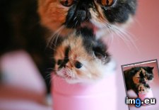 Tags: cutest, cyoot, day, funny, grooming, kitteh, salon, teh, weirdest (Pict. in LOLCats, LOLDogs and cute animals)