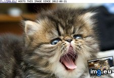 Tags: cyoot, day, funny, kitteh, teh, zomgggggggggggg (Pict. in LOLCats, LOLDogs and cute animals)
