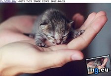 Tags: cyoot, day, funny, hand, happiness, kitteh, palm (Pict. in LOLCats, LOLDogs and cute animals)