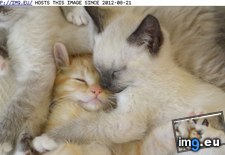 Tags: cuddle, cyoot, day, funny, kittehs, pile, teh (Pict. in LOLCats, LOLDogs and cute animals)