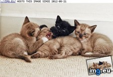 Tags: basement, cat, cyoot, day, evil, feel, funny, kittehs, presence, pussies, teen, teh (Pict. in LOLCats, LOLDogs and cute animals)