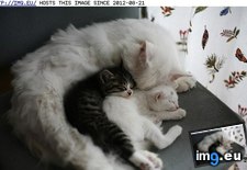 Tags: bigger, biggest, cyoot, day, funny, kittehs, spoon, teh (Pict. in LOLCats, LOLDogs and cute animals)