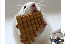 Tags: daily, funny, musical, rat, squee (Pict. in LOLCats, LOLDogs and cute animals)