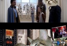 Tags: cats, famous, funny, redone, scenes, star, wars (Pict. in LOLCats, LOLDogs and cute animals)