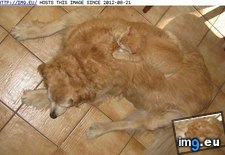 Tags: friends, funny, goggies, kamouflaged, kant, owr, seez (Pict. in LOLCats, LOLDogs and cute animals)