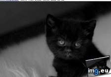 Tags: appreciation, black, cat, day, funny, happy (Pict. in LOLCats, LOLDogs and cute animals)