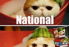 Tags: day, funny, happy, national, watermelon (Pict. in LOLCats, LOLDogs and cute animals)