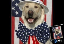 Tags: america, funny, has, hotdog (Pict. in LOLCats, LOLDogs and cute animals)