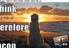 Tags: funny, has, hotdog (Pict. in LOLCats, LOLDogs and cute animals)