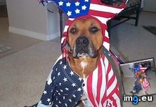 Tags: amerika, funny, goggie, has, hotdog, luvs, patriotik (Pict. in LOLCats, LOLDogs and cute animals)