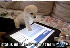 Tags: funny, has, hotdog, status, update (Pict. in LOLCats, LOLDogs and cute animals)